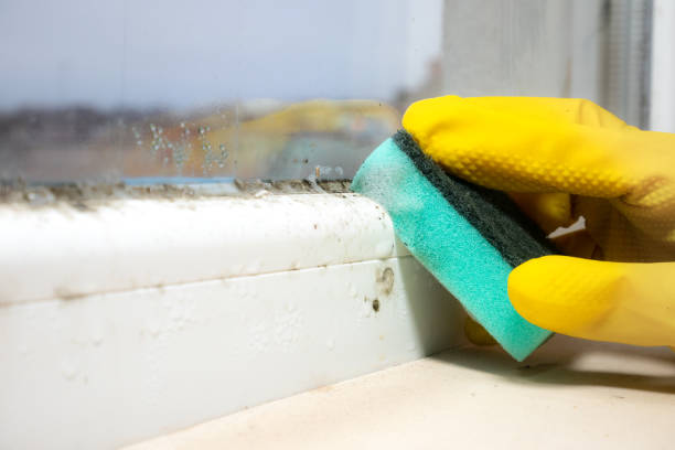 Mold Odor Removal Services in Homosassa, FL